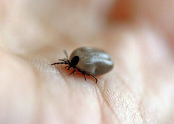 Small black tick on human skin, about to bite or crawl away.